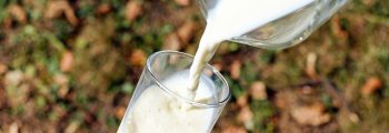 RENCONTRE / Le lait domestique au siècle dernier